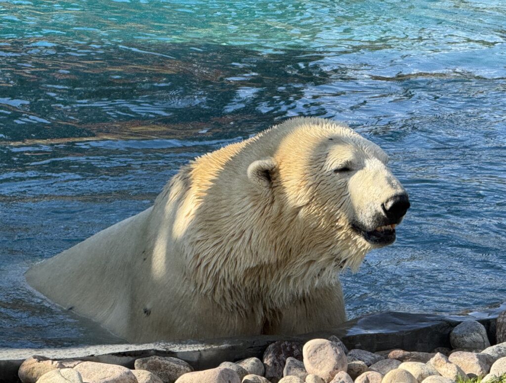 L'ours polaire, réserve de Saint-Félicien.