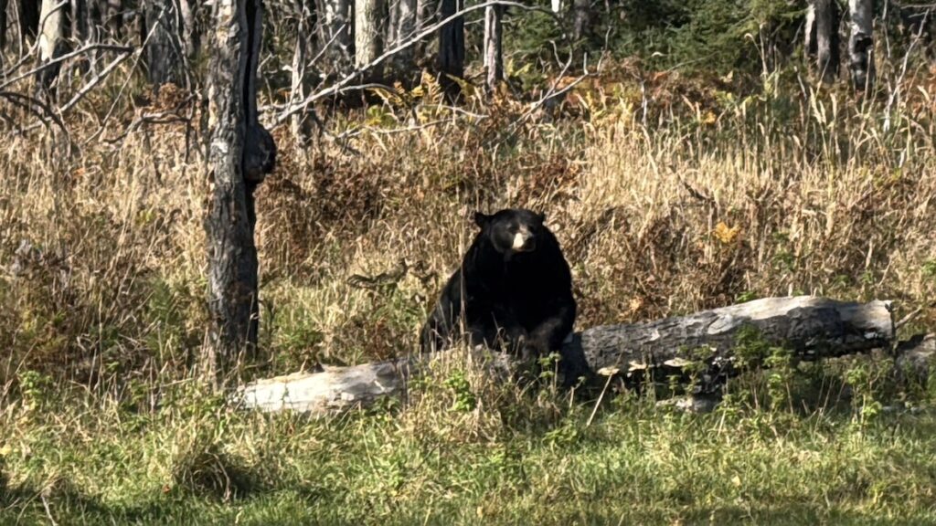 L'ours brun...