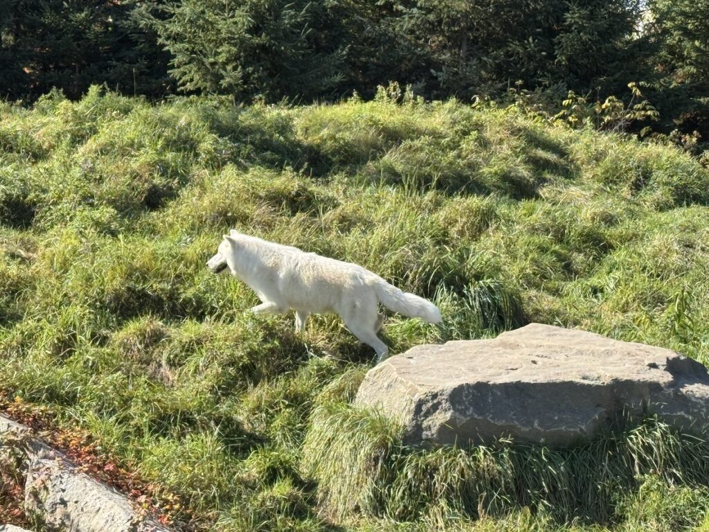 Le loup blanc de la réserve de Daint Félicien...