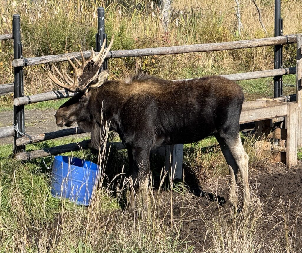 Le caribou...